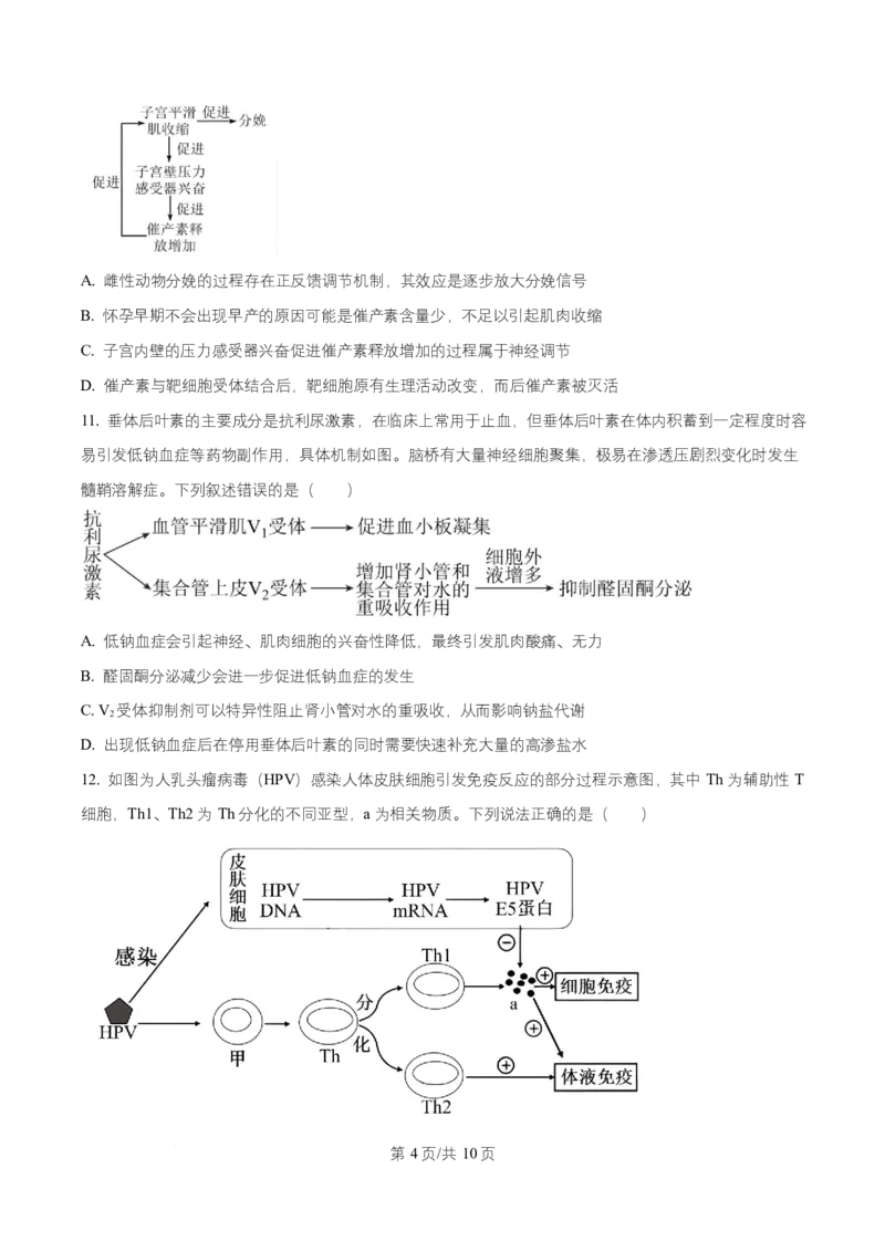 湖南省长沙市第一中学2025-2026学年高二上学期10月月考生物试题（原卷版）_2025年10月高二试卷_251024湖南省长沙市第一中学2025-2026学年高二上学期10月月考（全）