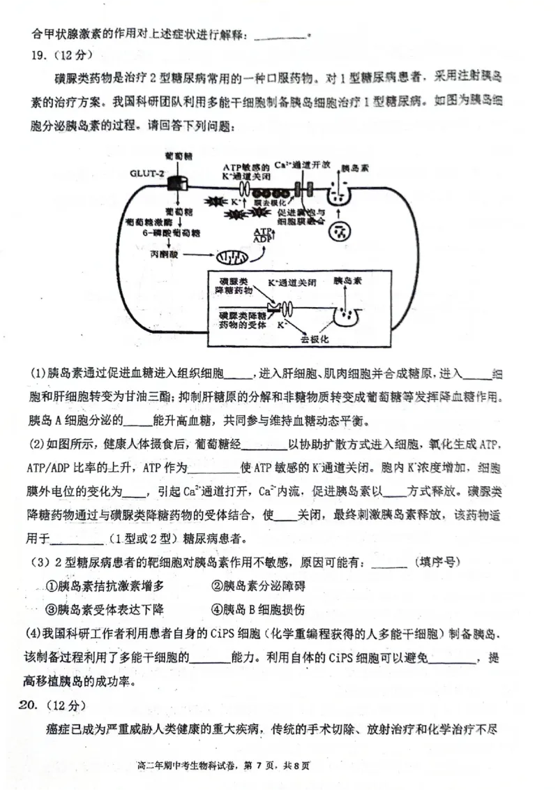 福建省永春第一中学2025-2026学年高二上学期11月期中生物试题_251203福建省泉州市永春第一中学2025-2026学年高二上学期11月期中