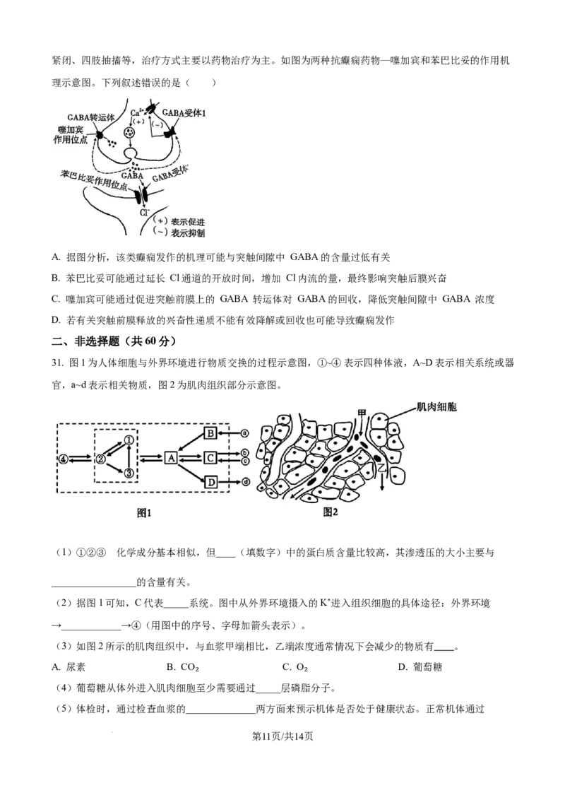 精品解析：湖北省武汉市第二中学2025-2026学年高二上学期９月月考生物试卷（原卷版）_2025年10月高二试卷_251011湖北省武汉市第二中学2025-2026学年高二上学期9月月考