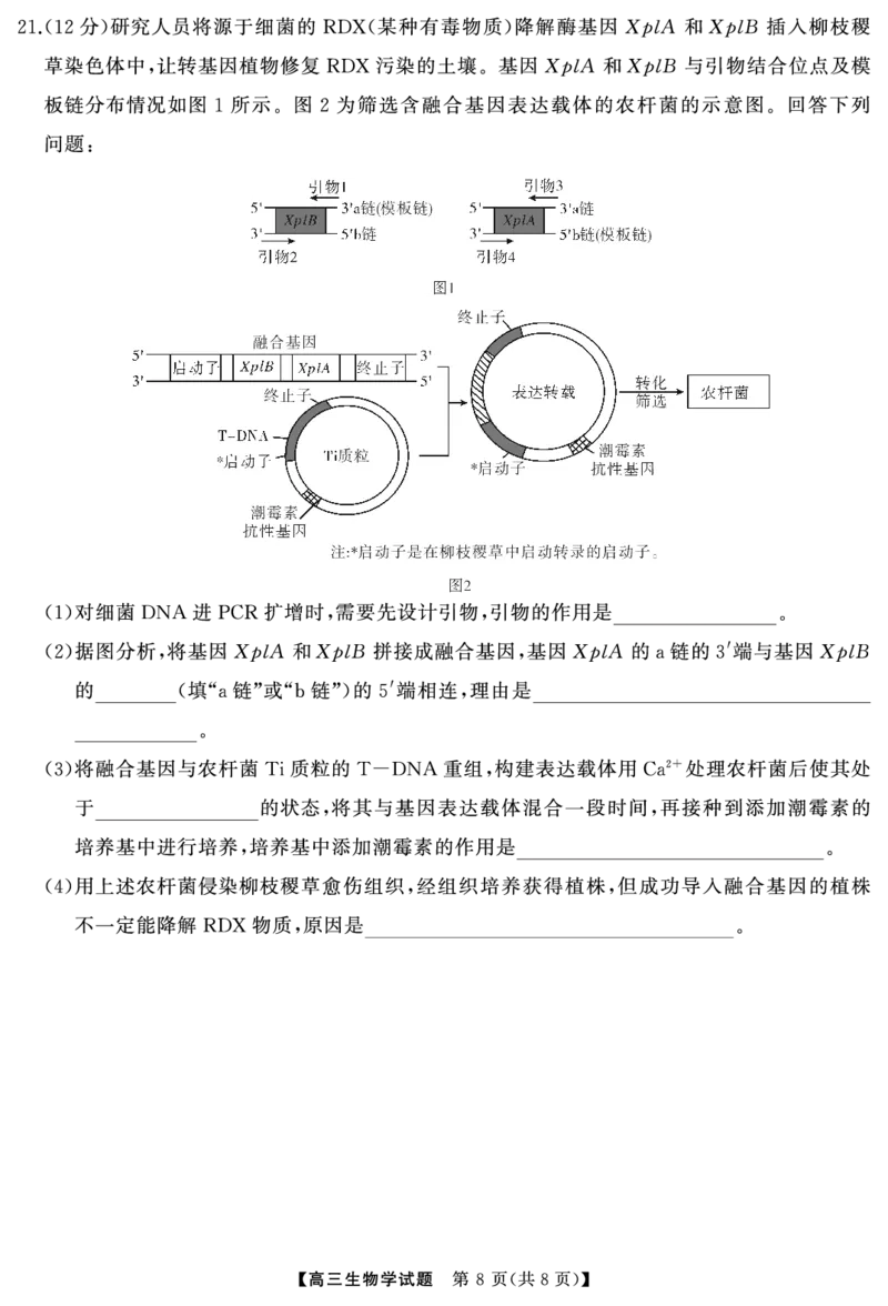 高三生物（试题）转曲2_2024-2025高三（6-6月题库）_2024年12月试卷_1215T8联盟湖南省五市十校2024-2025高三第一次学业质量评价（全科）_高三生物