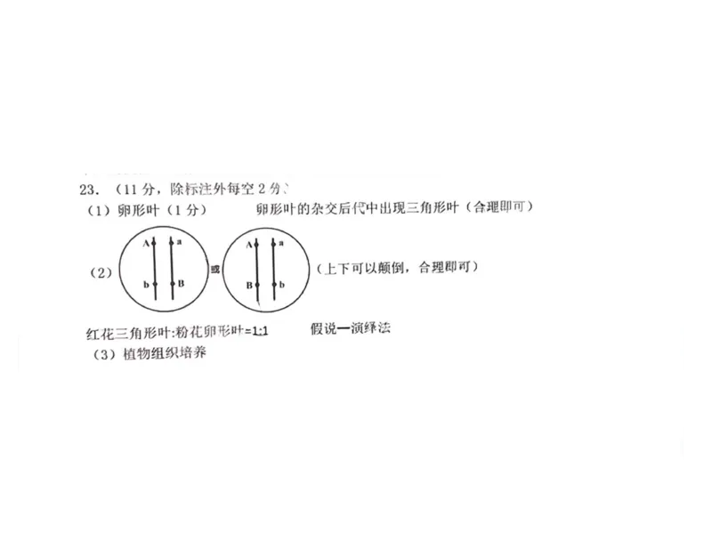 生物答案_2024-2025高三（6-6月题库）_2024年11月试卷_11072025届河北省石家庄市普通高中学校高三质检摸底检测试题_2025届河北省石家庄市高三上学期教学质量摸底检测生物试卷