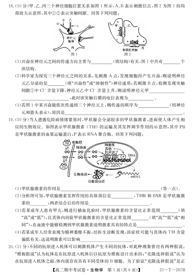 生物试卷_2024-2025高二（7-7月题库）_2024年11月试卷_1115金太阳甘肃省2024-2025学年高二期中考试（全科）_甘肃省金昌市永昌县第一高级中学2024-2025学年高二上学期期中考试生物试卷
