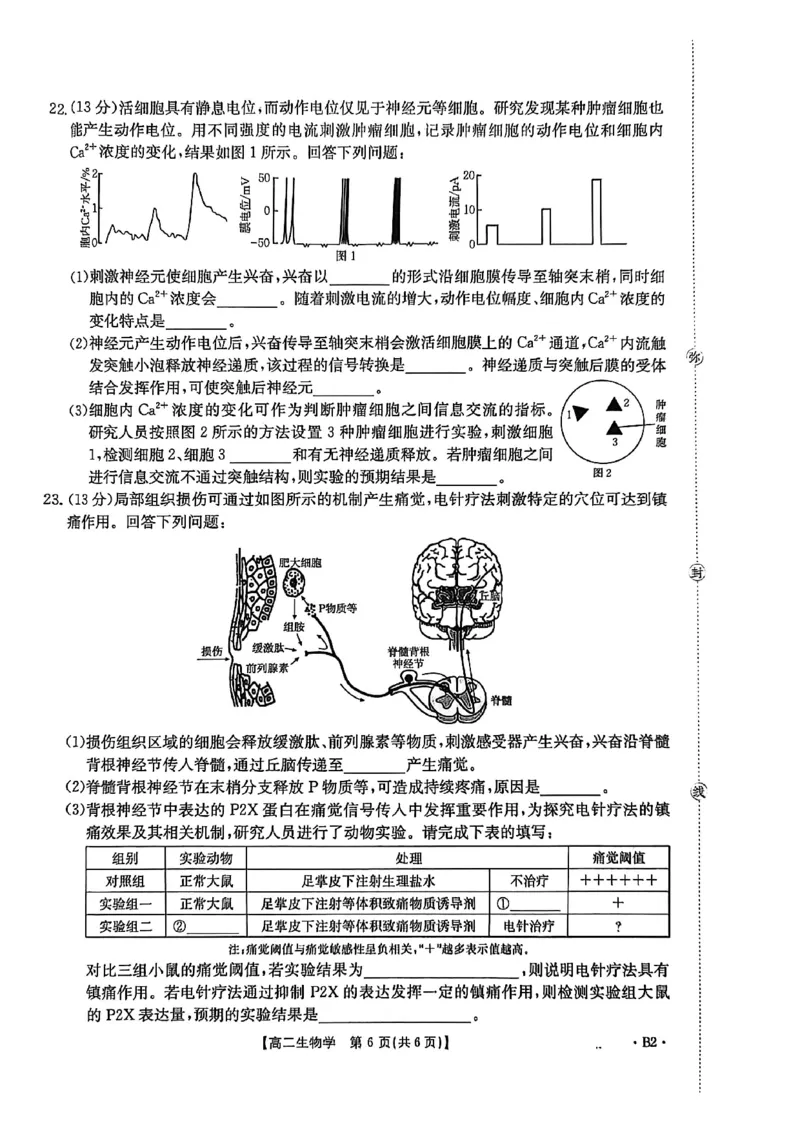 河北省2027届高二年级10月份联考（26-35B）生物B2_2025年10月高二试卷_251025金太阳&middot;河北省2027届高二年级10月份联考（26-35B）（全）