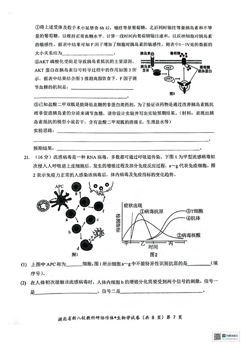 生物试卷_2024-2025高二（7-7月题库）_2024年12月试卷_1219湖北省新八校协作体2024-2025学年高二上学期12月联考试题_湖北省新八校协作体2024-2025学年高二上学期12月联考试题生物PDF版含答案