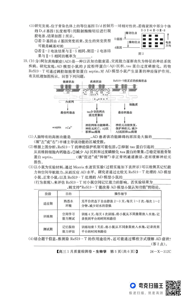 三晋卓越联盟2025~2026学年高三1月质量检测卷（26-X-312C）生物_2024-2026高三（6-6月题库）_2026年01月高三试卷_0114山西省三晋卓越联盟2025~2026学年高三1月质量检测卷（26-X-312C）