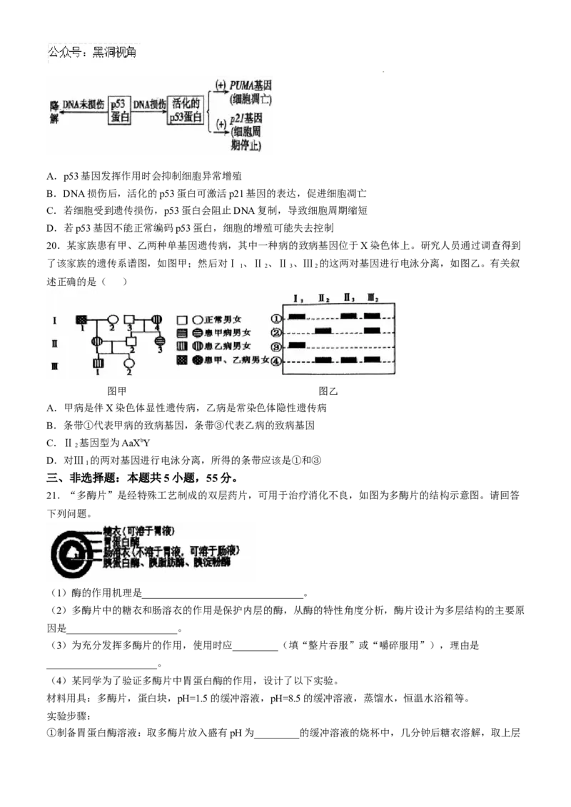 辽宁省七校协作体2024-2025学年高三上学期11月期中联考试题生物Word版含答案_2024-2025高三（6-6月题库）_2024年11月试卷_1119辽宁省七校协作体2024-2025学年高三上学期11月期中联考（全科）