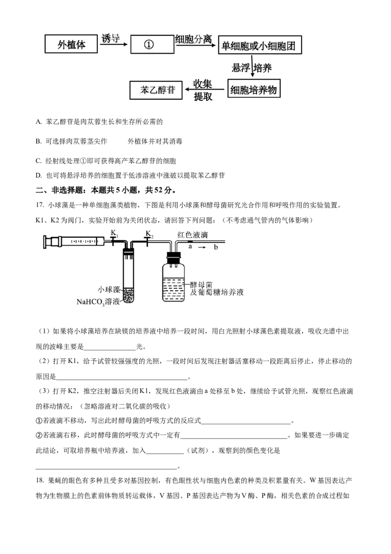 陕西省十七校联考2024-2025学年高三上学期11月期中生物试题Word版无答案_2024-2025高三（6-6月题库）_2024年11月试卷_1129陕西省十七校联考2024-2025学年高三上学期11月期中考试