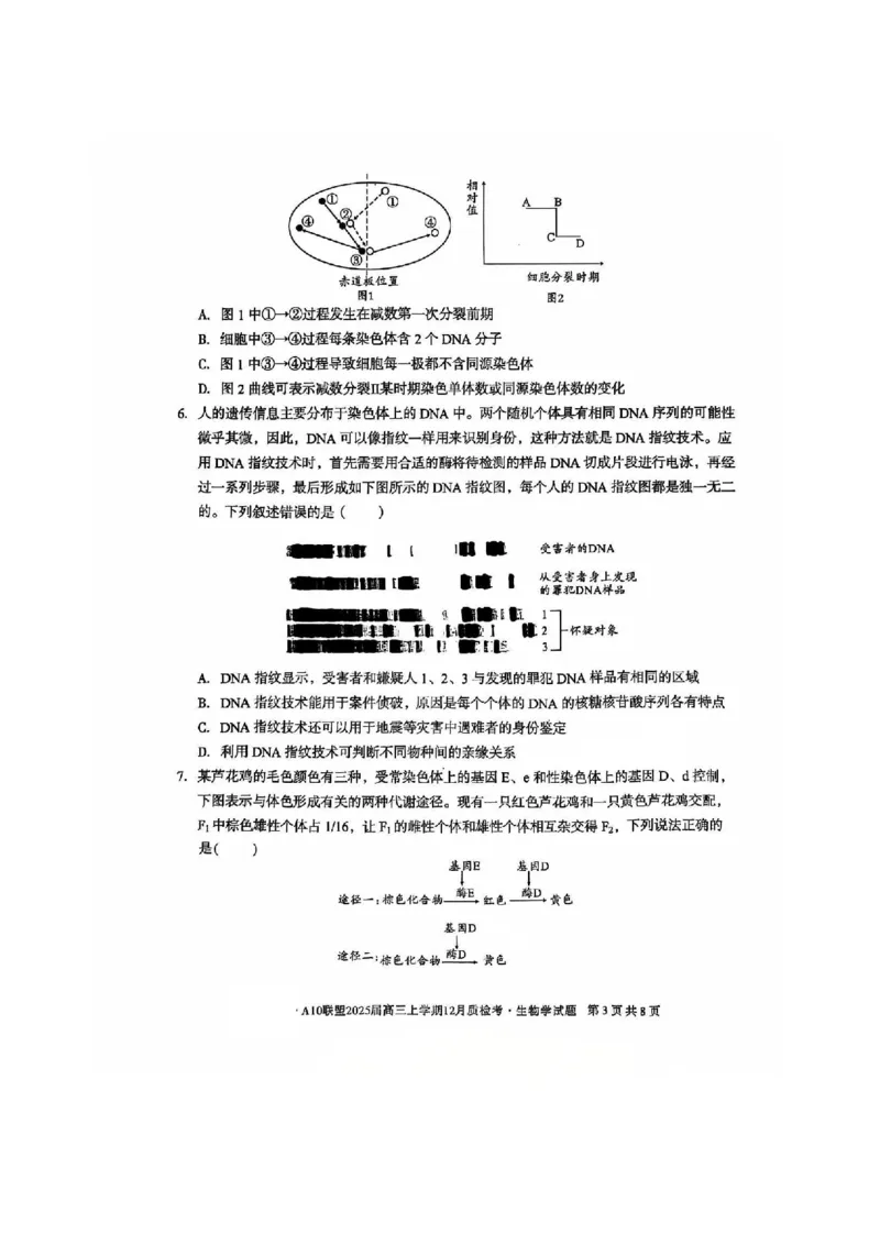 生物-安徽1号卷A10联盟2025届高三上学期12月质检考_2024-2025高三（6-6月题库）_2024年12月试卷_1221安徽1号卷A10联盟2025届高三上学期12月质检考