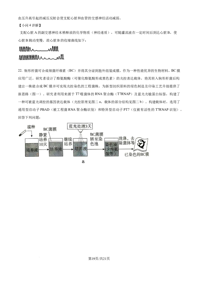 湖北省华中师范大学第一附属中学2024-2025学年高三上学期10月月度检测生物试卷（解析版）_2024-2025高三（6-6月题库）_2024年10月试卷
