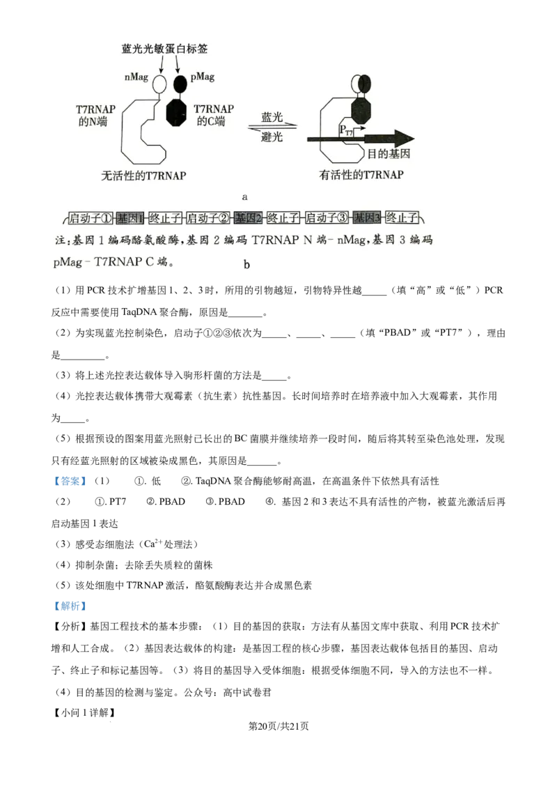 湖北省华中师范大学第一附属中学2024-2025学年高三上学期10月月度检测生物试卷（解析版）_2024-2025高三（6-6月题库）_2024年10月试卷