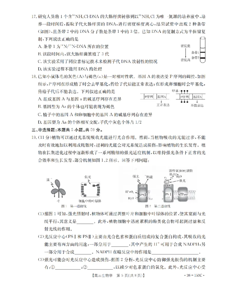 河北省邢台市2025-2026学年高三（上）第三次月考（26-153C）生物_2024-2026高三（6-6月题库）_2026年01月高三试卷_0103金太阳&middot;河北省邢台市2025-2026学年高三（上）第三次月考（26-153C）（全）