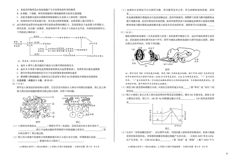 生物（A卷）A10联盟＆宿州十三校2024级高二上学期11月期中质量检测生物学A_2025年11月高二试卷_251124安徽省A10联盟＆宿州十三校2024级高二上学期11月期中质量检测（全）