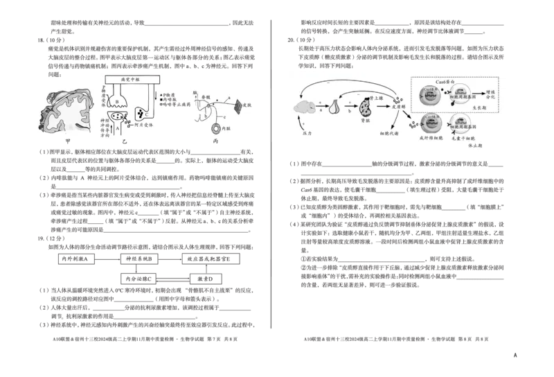 生物（A卷）A10联盟＆宿州十三校2024级高二上学期11月期中质量检测生物学A_2025年11月高二试卷_251124安徽省A10联盟＆宿州十三校2024级高二上学期11月期中质量检测（全）