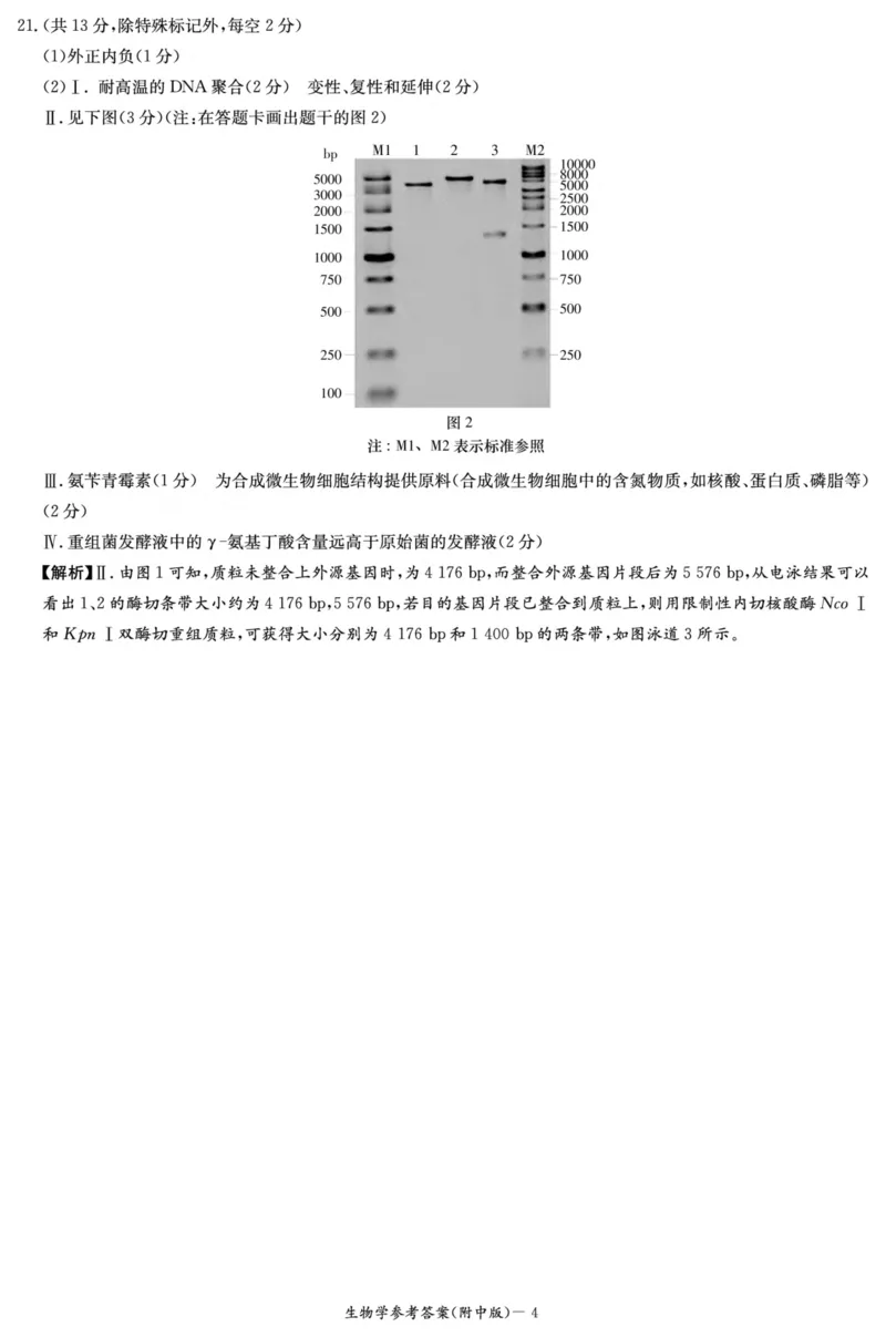 生物答案（附中2次）_2024-2025高三（6-6月题库）_2024年10月试卷_10072025届湖南省&rdquo;炎德英才&ldquo;师大附中高三10月月考_湖南省湖南师范大学附属中学2025届高三上学期月考（二）生物
