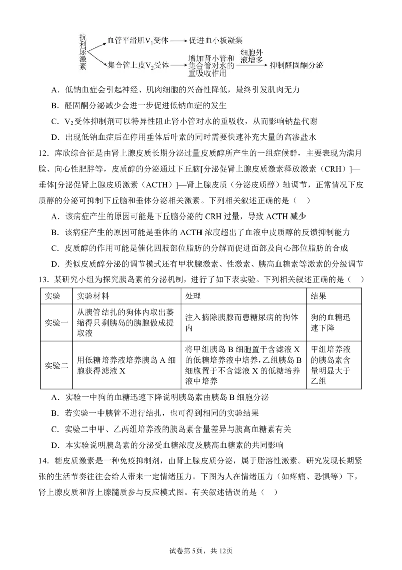 生物_251216河南省实验中学2025-2026学年高二上学期期中考试（全）_河南省实验中学2025-2026学年高二上学期期中考试生物试题含答案