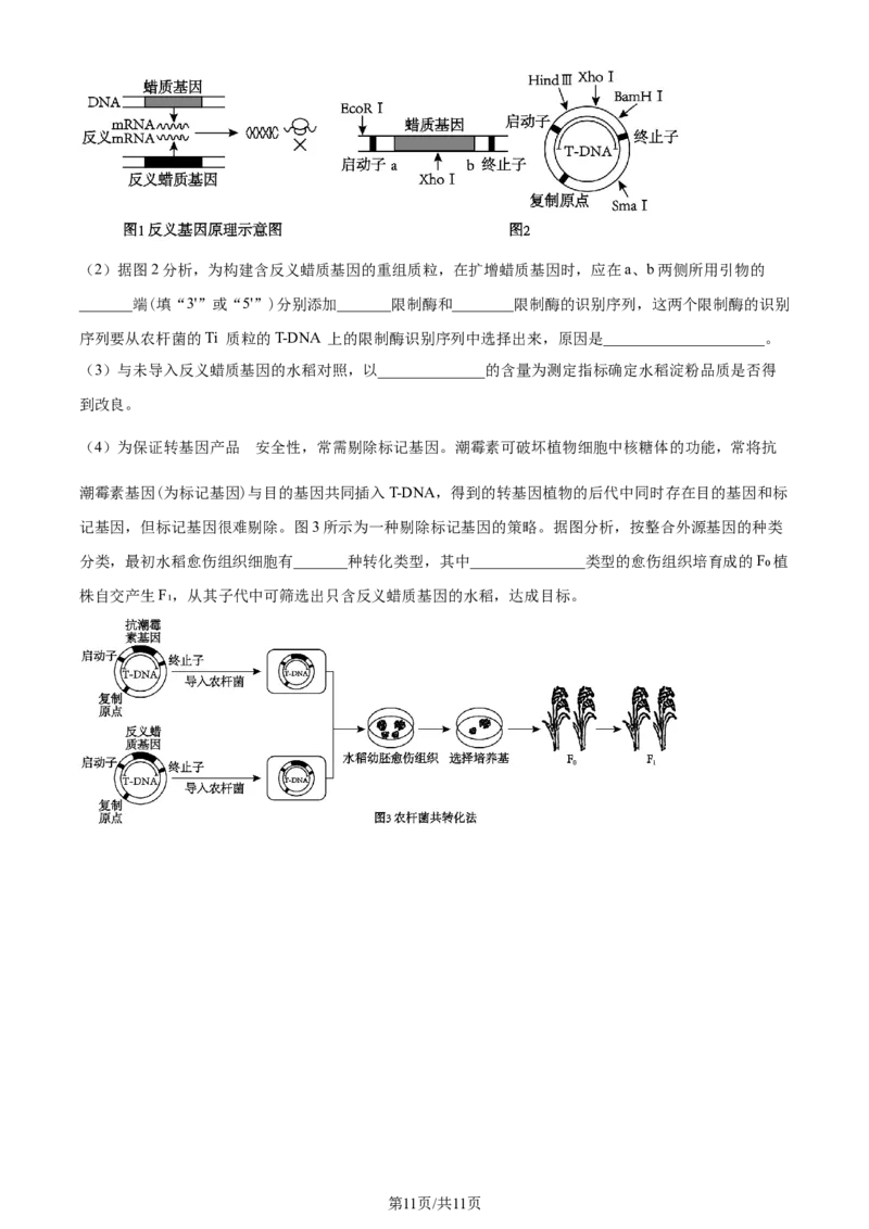 精品解析：辽宁省大连市2023-2024学年高二下学期期末考试生物学试题（原卷版）_2024-2025高三（6-6月题库）_2024年07月试卷_240721辽宁省大连市2023_2024学年高二下学期期末考试
