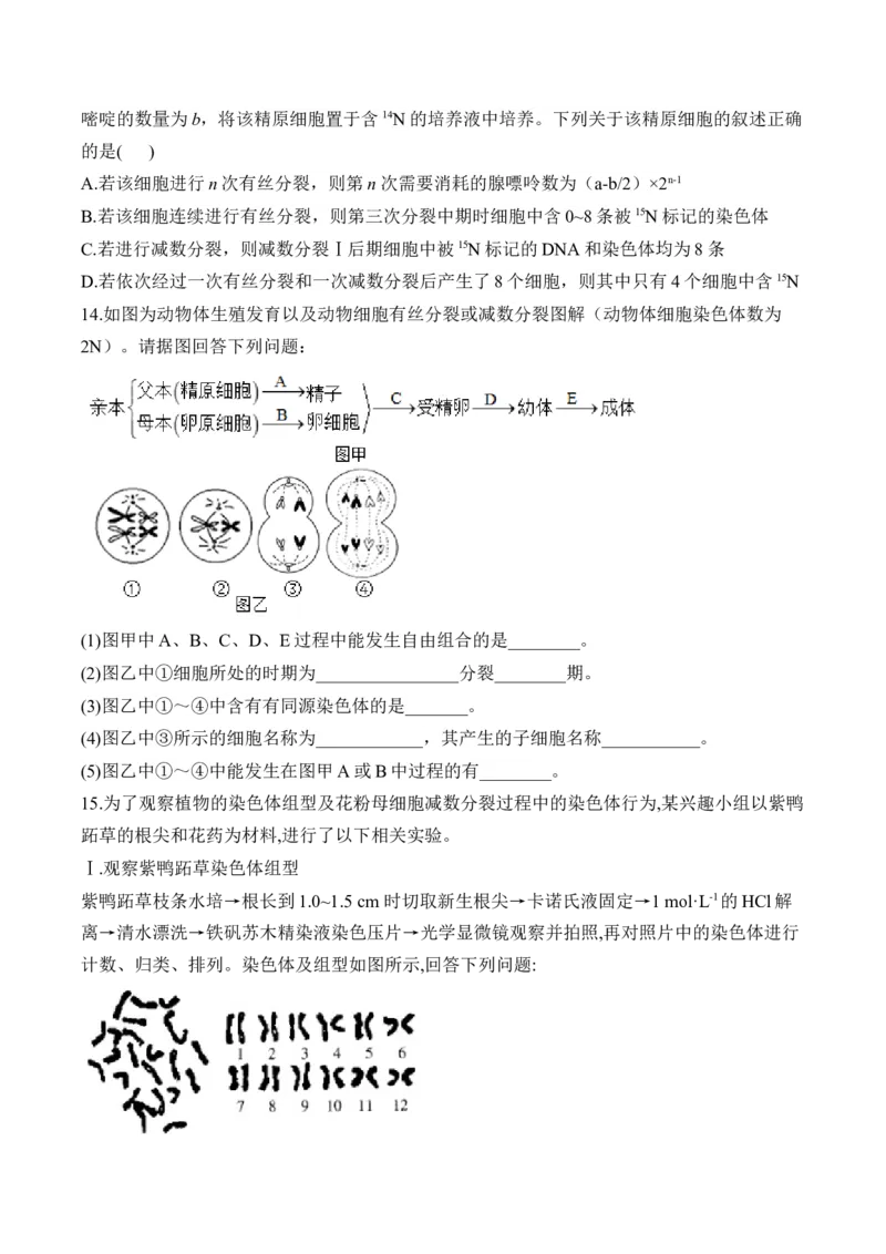 （8）遗传的细胞基础&mdash;&mdash;高考生物二轮复习易错重难提升（含解析）_2024-2025高三（6-6月题库）_2026年1月高三_260104高考生物二轮复习易错重难提升（含解析）