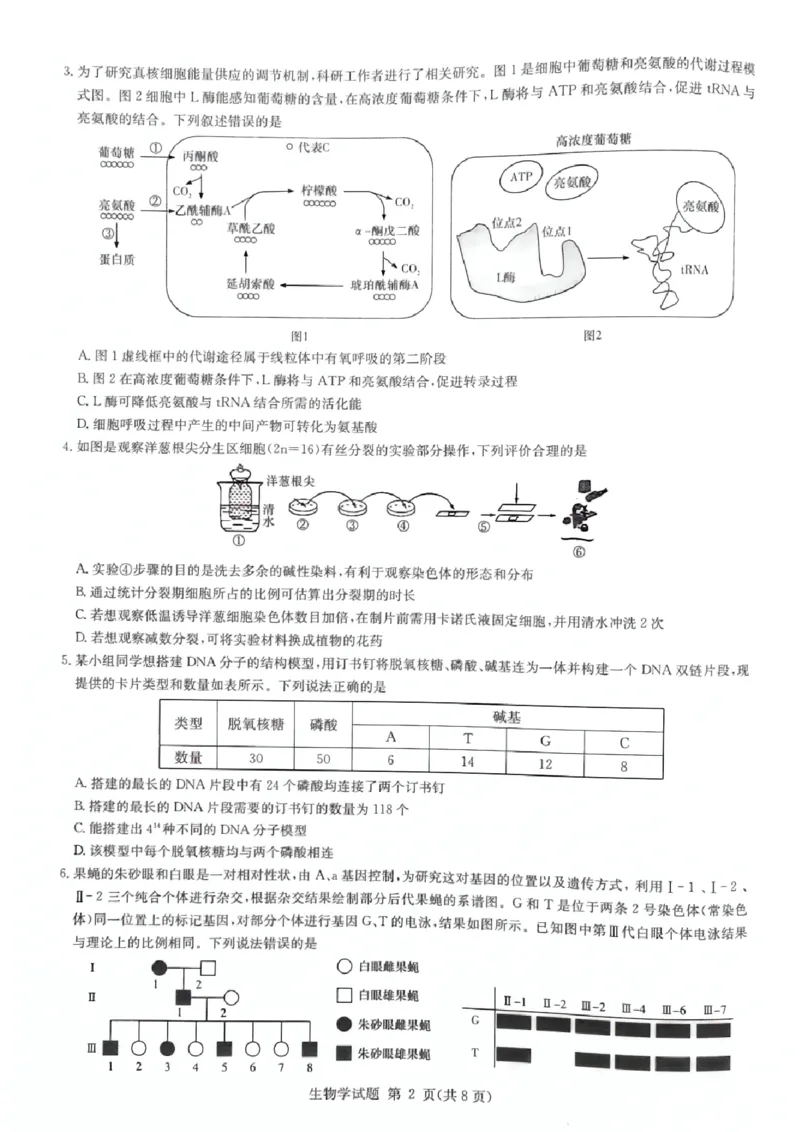 生物_2024-2025高三（6-6月题库）_2024年12月试卷_12152025届湖南省九校联盟高三上学期第一次联考（一模）_湖南省2025届高三九校联盟第一次联考生物