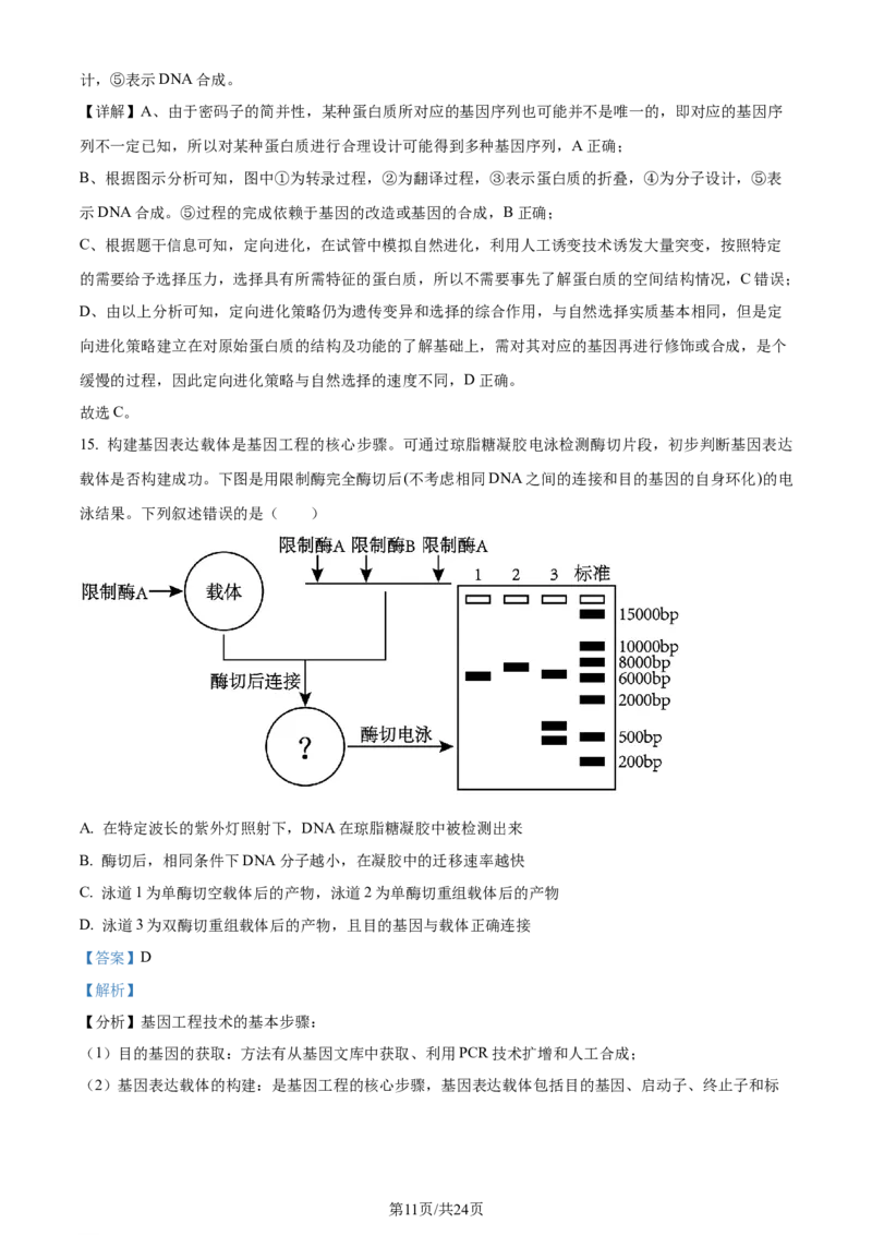 精品解析：辽宁省大连市2023-2024学年高二下学期期末考试生物学试题（解析版）_2024-2025高三（6-6月题库）_2024年07月试卷_240721辽宁省大连市2023_2024学年高二下学期期末考试