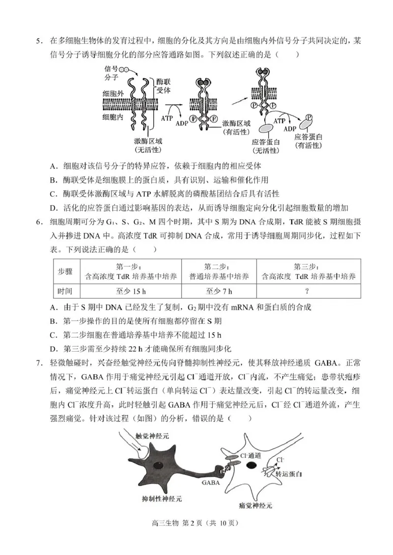 生物（定稿）_2024-2025高三（6-6月题库）_2024年12月试卷_1204重庆市西南大学附属中学校2024-2025学年高三上学期11月阶段性检测（二）