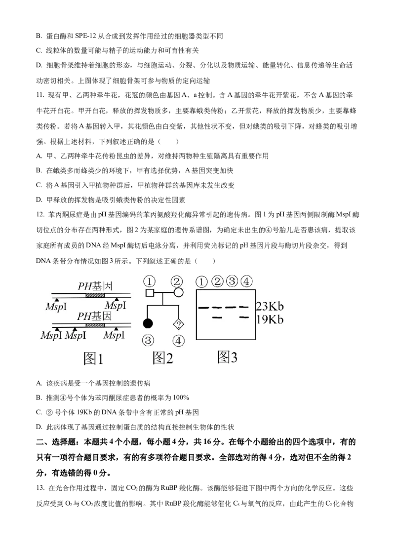 湖南省沅澧共同体2024-2025学年高三上学期第二次联考生物试题Word版无答案_2024-2025高三（6-6月题库）_2024年11月试卷_1112湖南省沅澧共同体2024-2025学年高三上学期第二次联考
