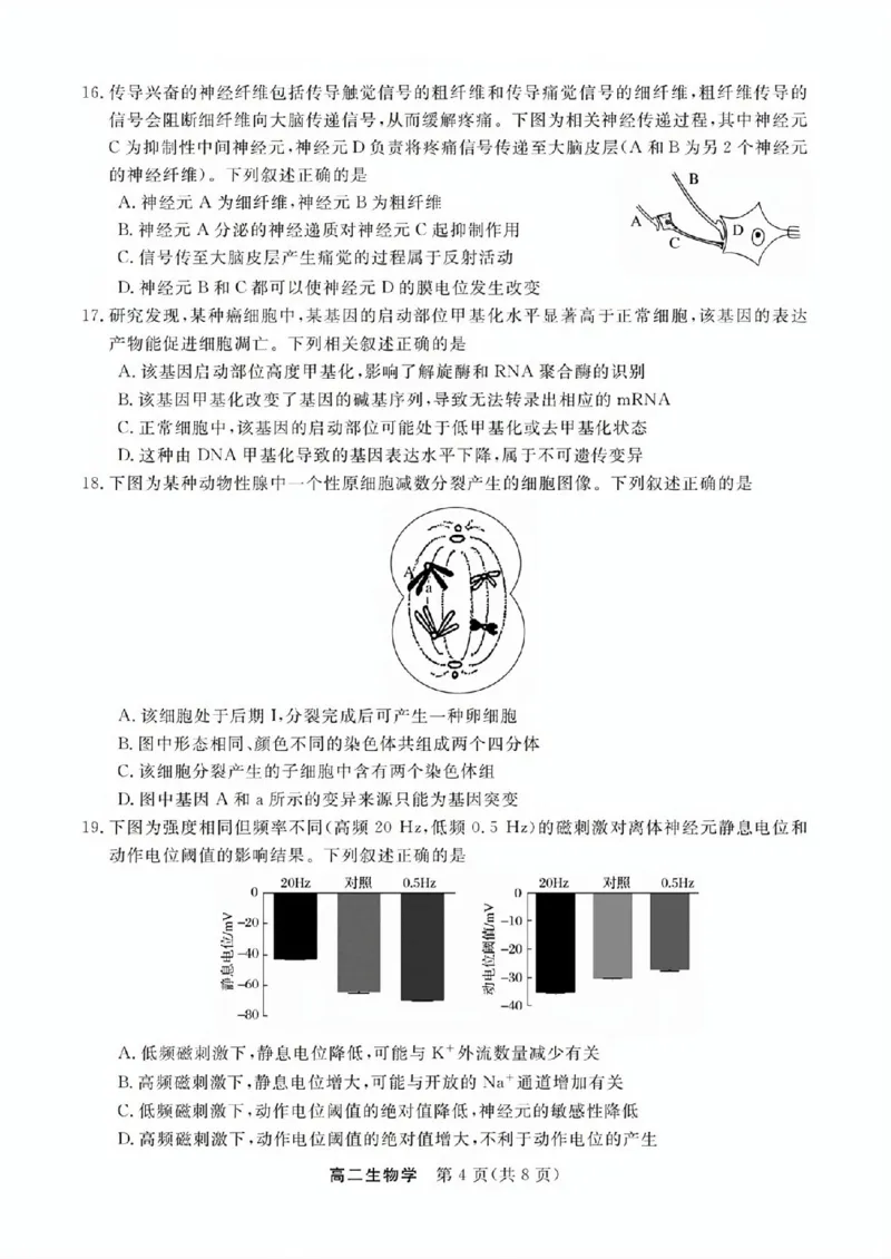 生物试题_2025年11月高二试卷_251126浙江省卓越高中联盟2025-2026学年高二上学期11月期中联考（全）_浙江省卓越高中联盟2025-2026学年高二上学期11月期中联考生物试题（图片版，含答案）
