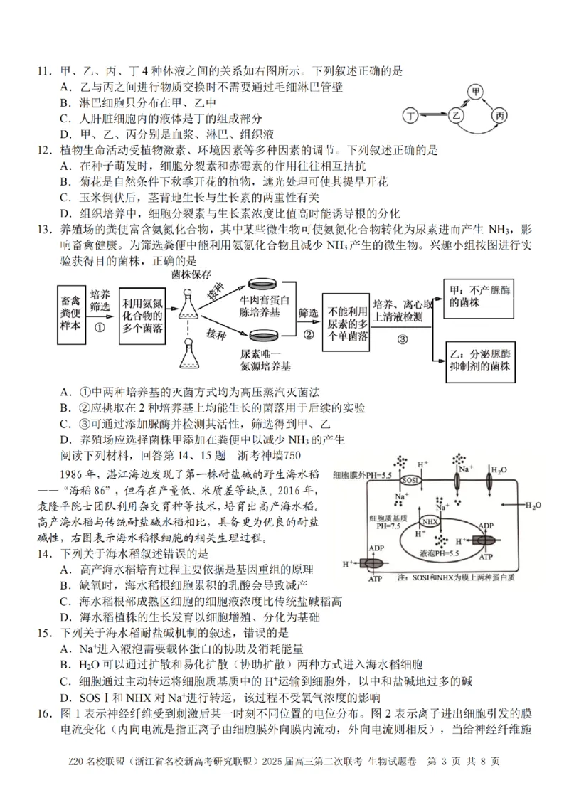 生物卷-2412Z20名校联盟2025届高三第二次联考_2024-2025高三（6-6月题库）_2024年12月试卷_1218浙江省Z20名校联盟（名校新高考研究联盟）2024-2025学年高三上学期第二次联考