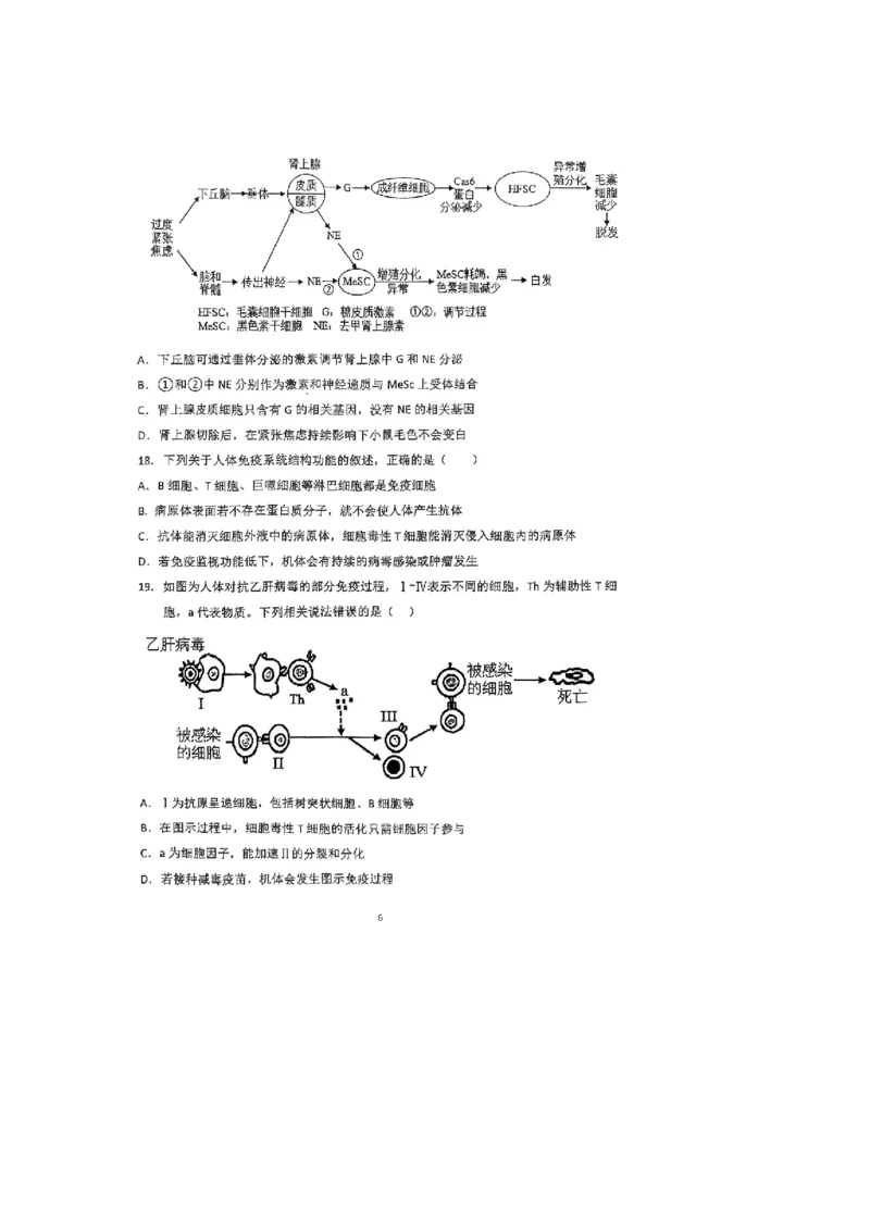 河南省郑州外国语学校2025-2026学年高二上学期10月月考试题生物PDF版含答案_2025年10月高二试卷_251030河南省郑州外国语学校2025-2026学年高二上学期10月月考试题