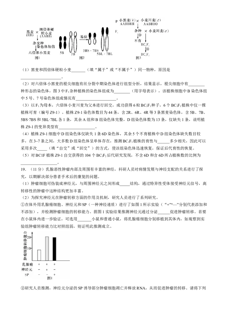 湖南省长沙市第一中学2024-2025学年高三上学期第四次月考生物试卷（含答案）_2024-2025高三（6-6月题库）_2024年12月试卷_1228湖南省长沙市第一中学2024-2025学年高三上学期第四次月考