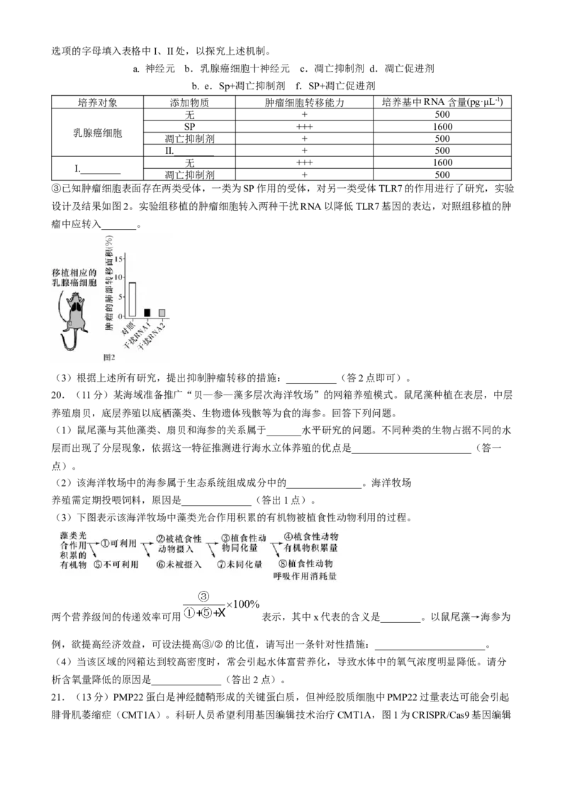湖南省长沙市第一中学2024-2025学年高三上学期第四次月考生物试卷（含答案）_2024-2025高三（6-6月题库）_2024年12月试卷_1228湖南省长沙市第一中学2024-2025学年高三上学期第四次月考