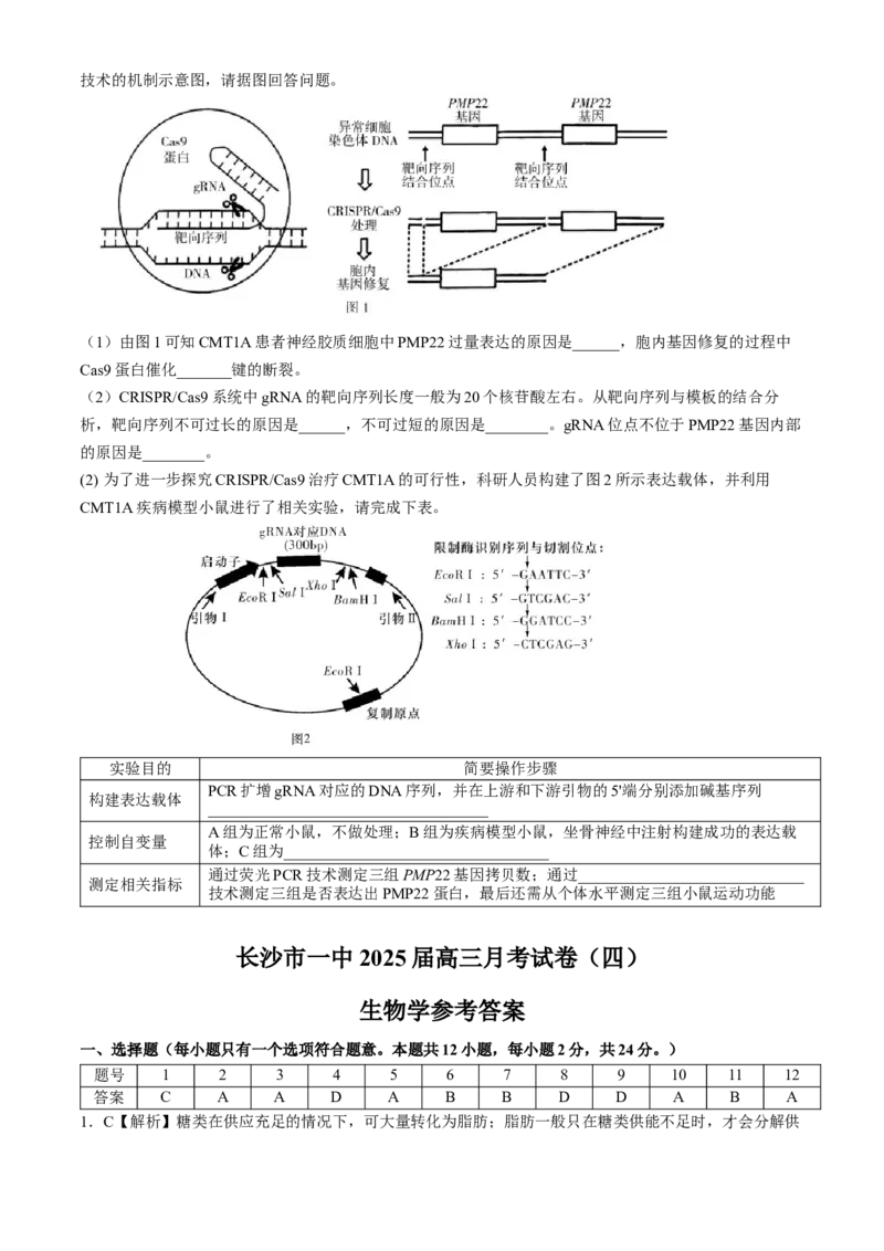 湖南省长沙市第一中学2024-2025学年高三上学期第四次月考生物试卷（含答案）_2024-2025高三（6-6月题库）_2024年12月试卷_1228湖南省长沙市第一中学2024-2025学年高三上学期第四次月考