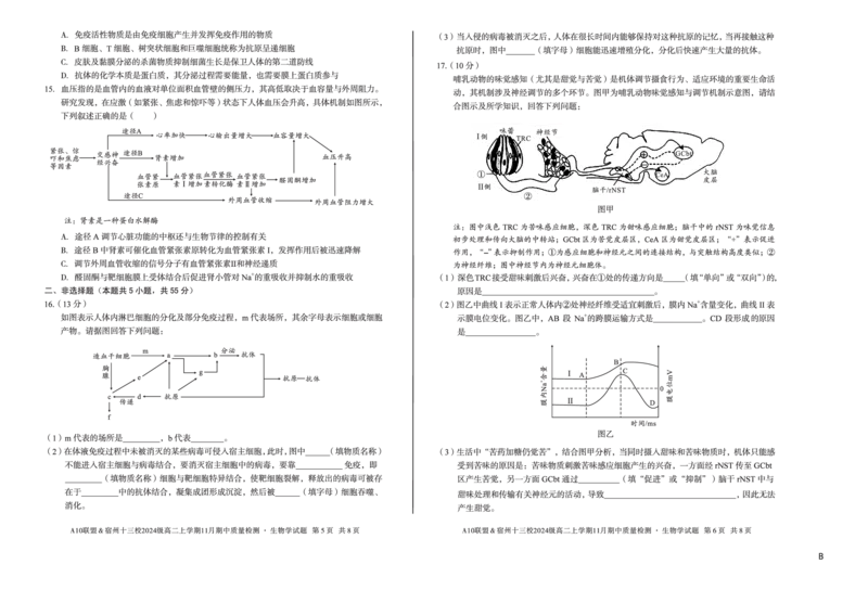 生物（B卷）A10联盟＆宿州十三校2024级高二上学期11月期中质量检测生物学b_2025年11月高二试卷_251124安徽省A10联盟＆宿州十三校2024级高二上学期11月期中质量检测（全）
