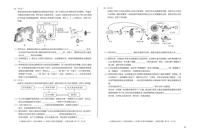 生物（B卷）A10联盟＆宿州十三校2024级高二上学期11月期中质量检测生物学b_2025年11月高二试卷_251124安徽省A10联盟＆宿州十三校2024级高二上学期11月期中质量检测（全）