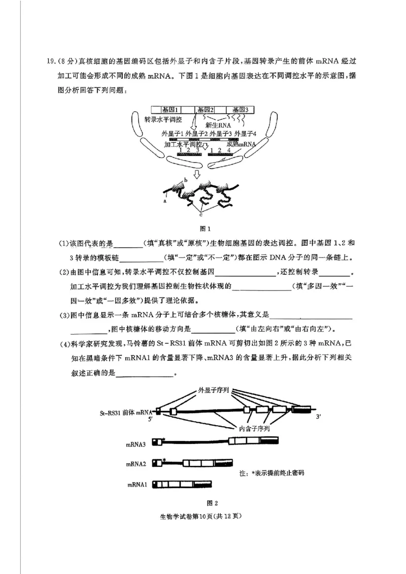 湖南省名校教育联盟&middot;2025届高三12月大联考生物_2024-2025高三（6-6月题库）_2024年12月试卷_1222湖南省名校教育联盟&middot;2025届高三12月大联考（全科）