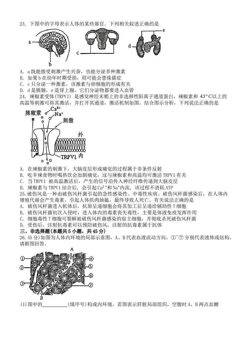黑龙江省牡丹江市第一高级中学2024-2025学年高二上学期11月期中考试生物Word版含答案_2024-2025高二（7-7月题库）_2024年11月试卷