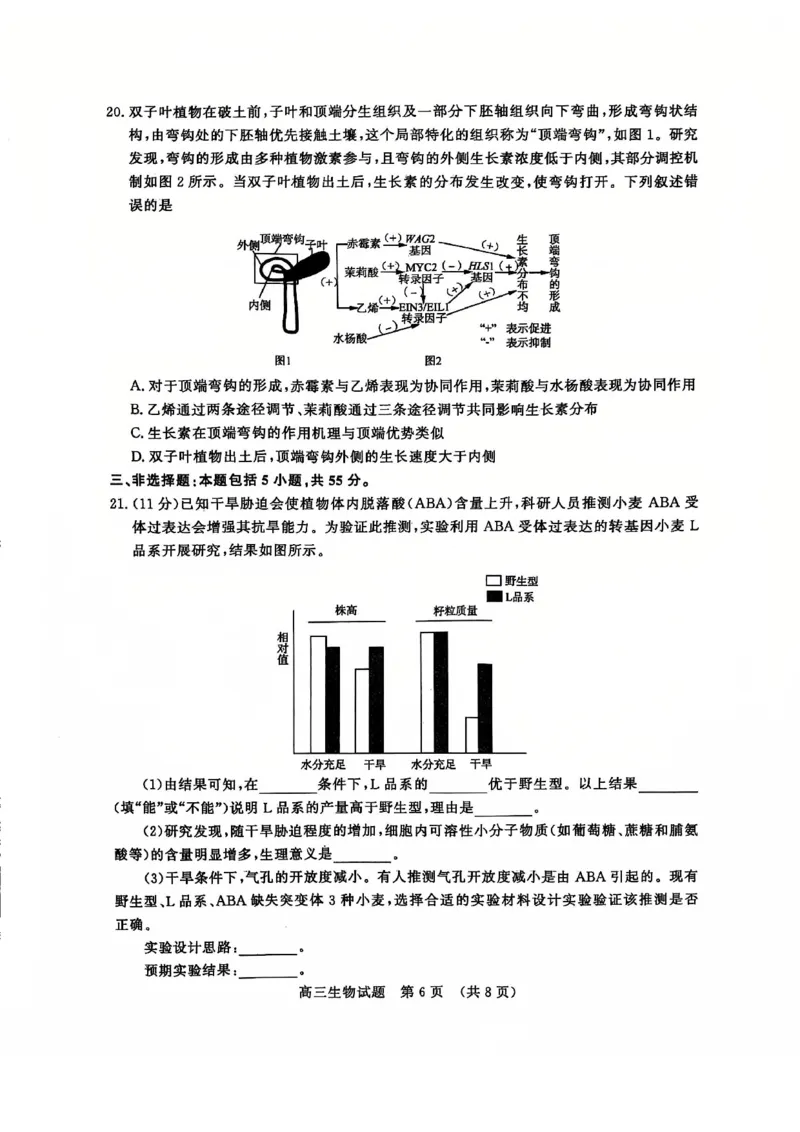 生物试卷_2024-2025高三（6-6月题库）_2024年12月试卷_1212山东省名校考试联盟2024年12月高三阶段性检测_山东省名校考试联盟2024年12月高三阶段性检测生物