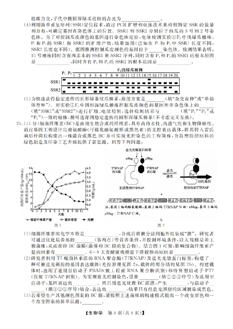 生物卷-2412强基联盟高三联考_2024-2025高三（6-6月题库）_2024年12月试卷_1219浙江省强基联盟2024年12月高三联考_浙江省强基联盟2024年12月高三联考生物