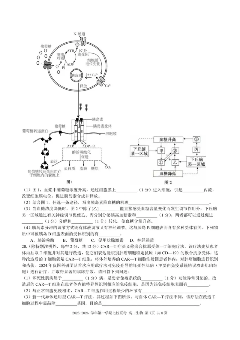 （高二生物试题）2025-2026学年上学期七校联考_2024-2025高二（7-7月题库）_2026年1月高二_260106广东省东莞市七校2025-2026学年高二上学期期中联考试题