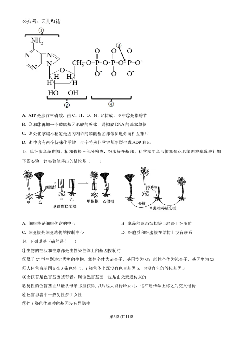 精品解析：河南省许昌市魏都区许昌高级中学2024-2025学年高二上学期开学检测生物试题（原卷版）_2024-2025高二（7-7月题库）_2024年09月试卷