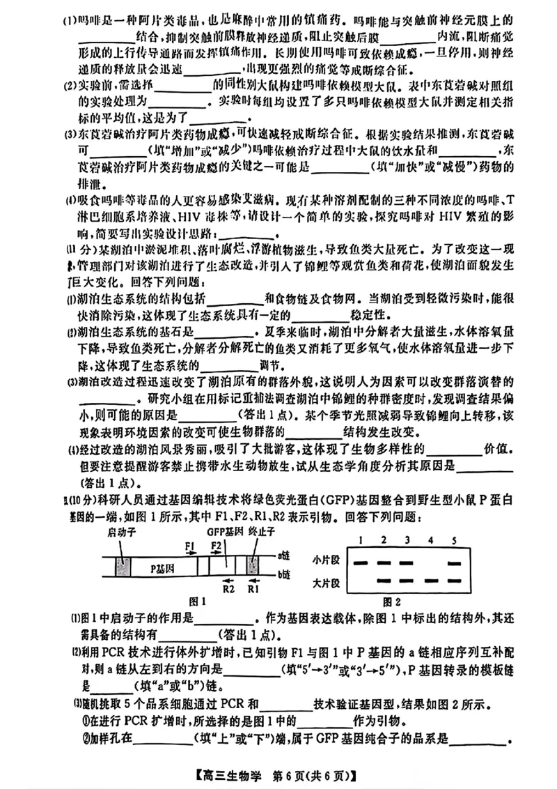 金科大联考&middot;2025届高三9月质量检测生物试卷_2024-2025高三（6-6月题库）_2024年09月试卷_0930河北省金科大联考2025届高三9月质量检测_金科大联考&middot;2025届高三9月质量检测生物