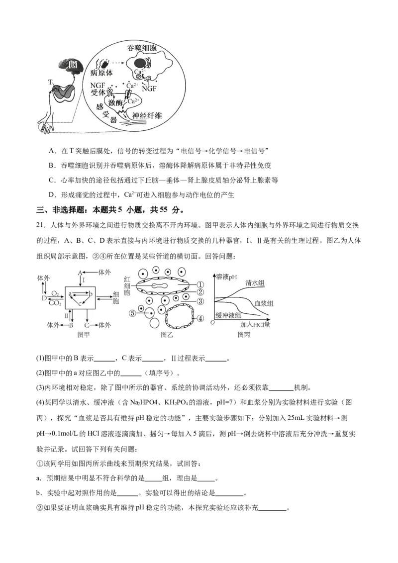 辽宁省辽西重点高中2025-2026学年高二上学期期中考试生物试题_251213辽宁省辽西重点高中2025-2026学年高二上学期期中（全）