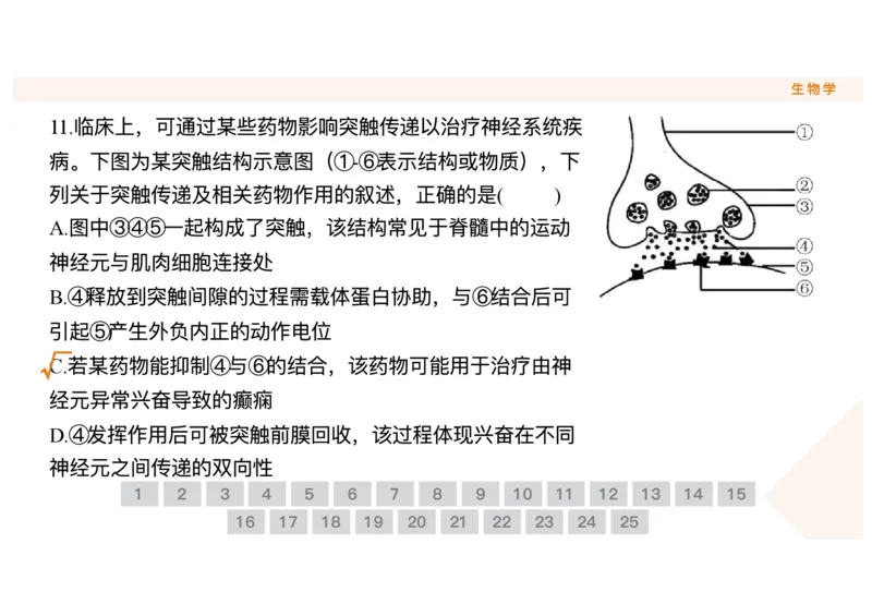 辽宁省点石联考2025-2026学年高二上学期10月月考生物试题含答案_2025年10月高二试卷_251013辽宁省点石联考2025-2026学年高二上学期10月月考