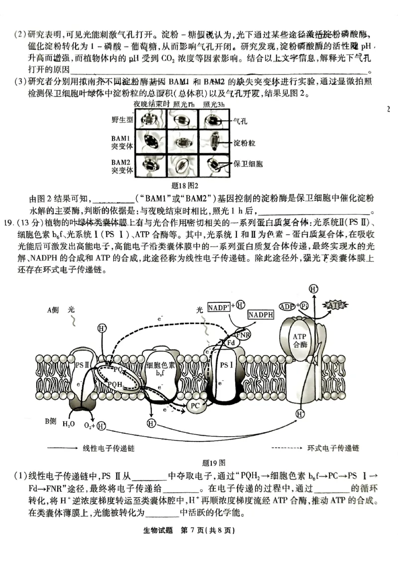 生物试卷_2024-2025高三（6-6月题库）_2024年09月试卷_0910重庆市南开中学校2024-2025学年高三上学期第一次质量检测_重庆市南开中学校2024-2025学年高三上学期第一次质量检测生物