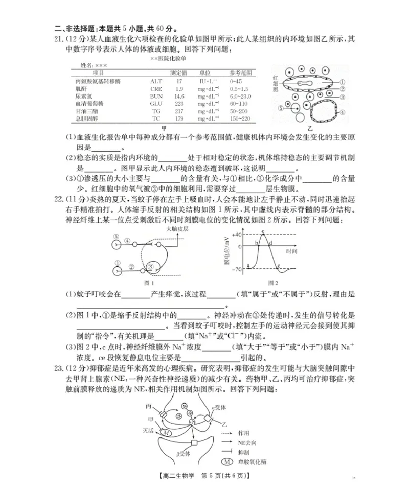 新疆2027届高二上学期11月联考（26-70B）生物_2025年11月高二试卷_251125金太阳&middot;新疆2027届高二上学期11月联考（26-70B）（全）