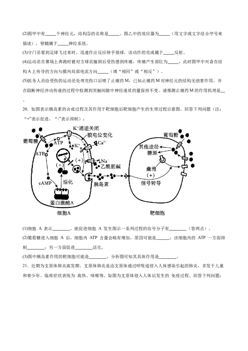 河北省沧州市多校联考2025-2026学年高二上学期第二次月考试题生物Word版含答案_2025年11月高二试卷_251124河北省沧州市多校联考2025-2026学年高二上学期第二次月考