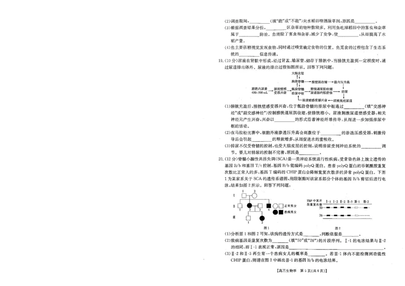 贵州金太阳2024-2025学年高三上学期9月开学联考（25-27C）生物+答案_2024-2025高三（6-6月题库）_2024年09月试卷_0916贵州金太阳2024-2025学年高三上学期9月开学联考（25-27C）（25-28C）
