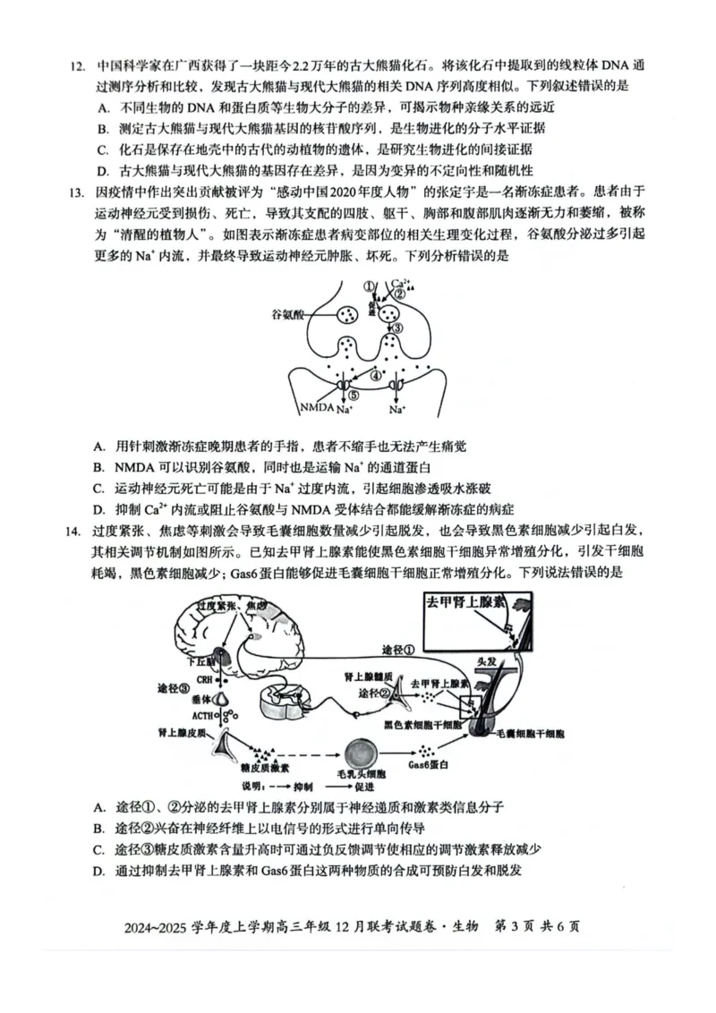 生物试卷_2024-2025高三（6-6月题库）_2024年12月试卷_1221广西壮族自治区邕衡教育&bull;名校联盟2024年-2025年度上学期高三年级12月联考
