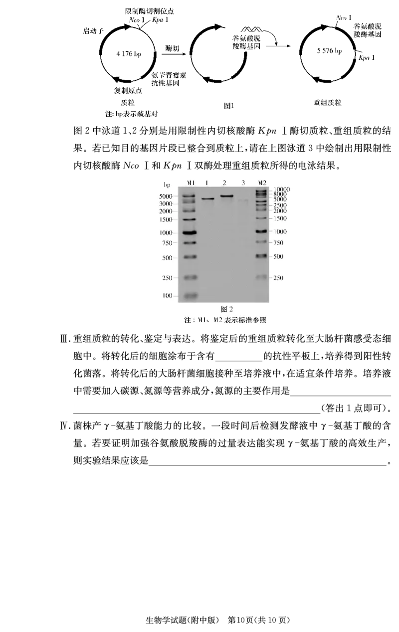生物学用（附中2次）_2024-2025高三（6-6月题库）_2024年10月试卷_10072025届湖南省&rdquo;炎德英才&ldquo;师大附中高三10月月考_湖南省湖南师范大学附属中学2025届高三上学期月考（二）生物
