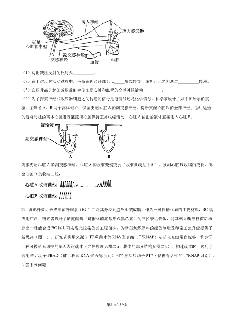 湖北省华中师范大学第一附属中学2024-2025学年高三上学期10月月度检测生物试卷（原卷版）_2024-2025高三（6-6月题库）_2024年10月试卷
