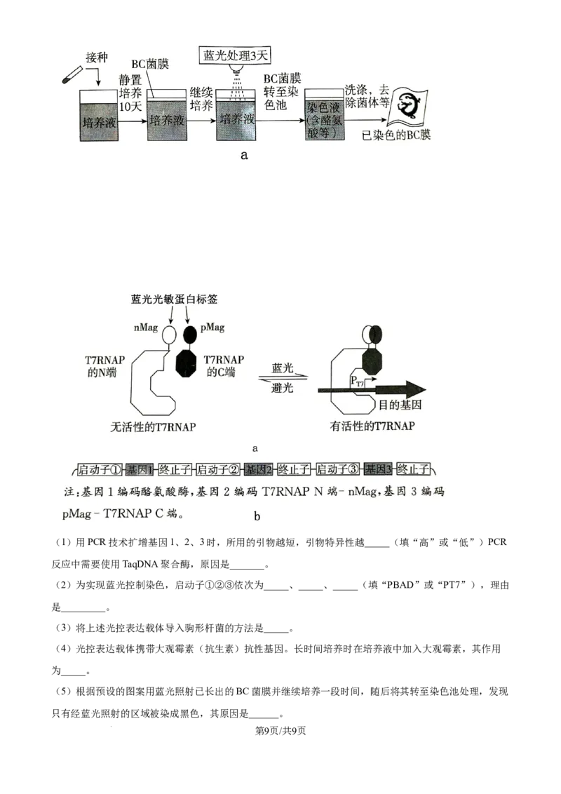 湖北省华中师范大学第一附属中学2024-2025学年高三上学期10月月度检测生物试卷（原卷版）_2024-2025高三（6-6月题库）_2024年10月试卷
